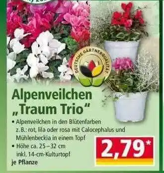 Norma Alpenveilchen „traum Trio” Angebot