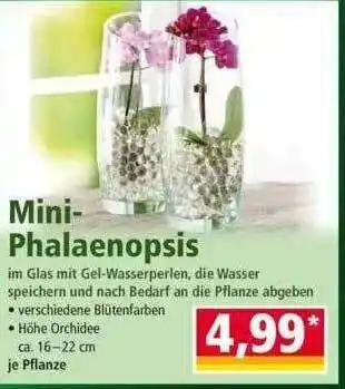 Norma Mini-phalaenopsis Angebot