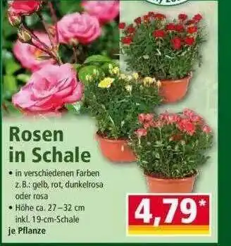 Norma Rosen In Schale Angebot