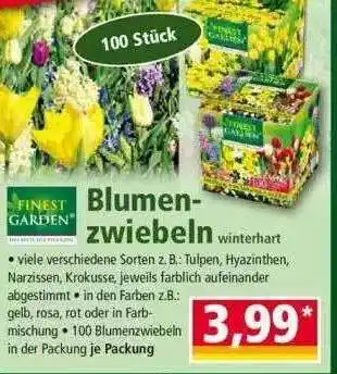 Norma Finest Garden Blumenzwiebeln Angebot