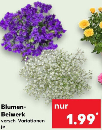 Kaufland Blumen Beiwerk Angebot