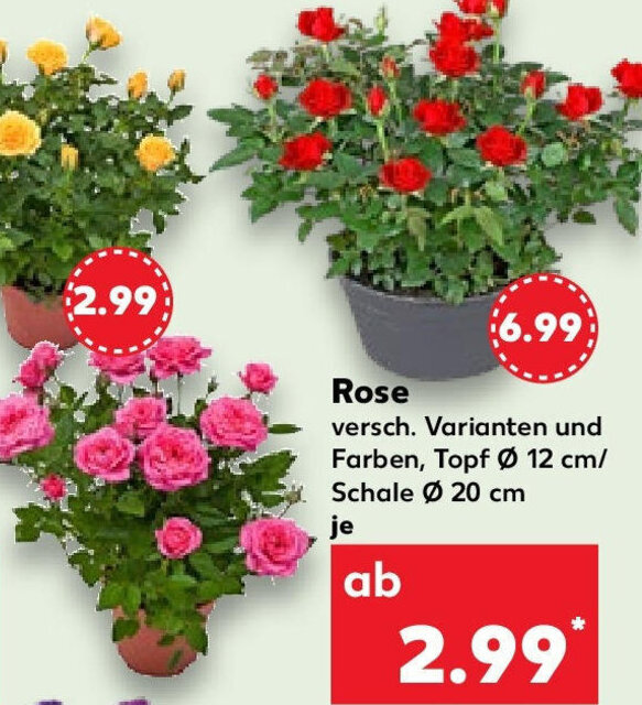 Rose Angebot bei Kaufland