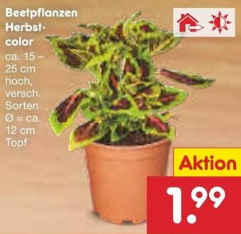 Netto Marken-Discount Beetpflanzen Herbst-color Angebot