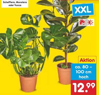 Netto Marken-Discount Große Grünpflanzen ca. 80-100 cm hoch Angebot