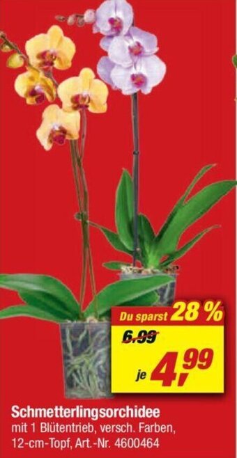 toom Baumarkt Schmetterlingsorchidee Angebot