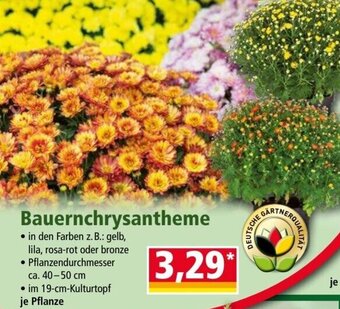 Norma Bauernchrysantheme Angebot