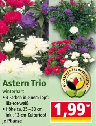 Norma Astern Trio Angebot