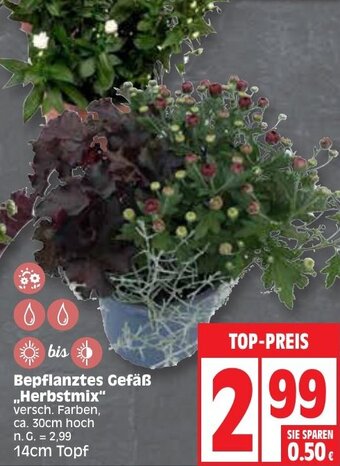 Edeka Bepflanztes Gefäß ,,Herbstmix" 14 cm Topf Angebot