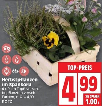 Edeka Herbstpflanzen im Spankorb Angebot