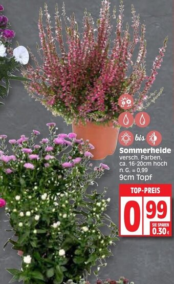 Edeka Sommerheide Angebot