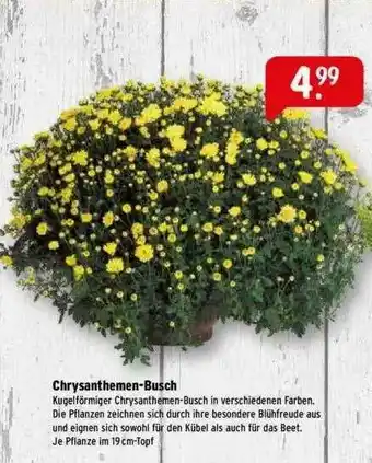 Raiffeisen Markt Chrysanthemen-busch Angebot