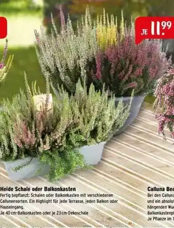 Raiffeisen Markt Heide Schale Oder Balkonkasten Angebot