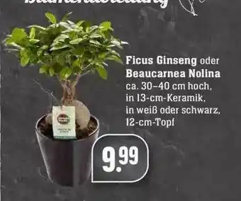 Edeka Ficus Ginseng Oder Beaucarnea Nolina Angebot