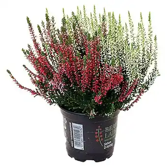 Bauhaus Piardino besenheide (calluna vulgaris beauty sisters, mehrfarbig) Angebot