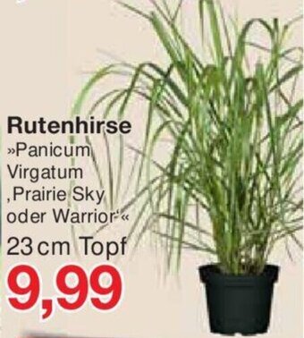 Jawoll Rutenhirse 23 cm Topf Angebot