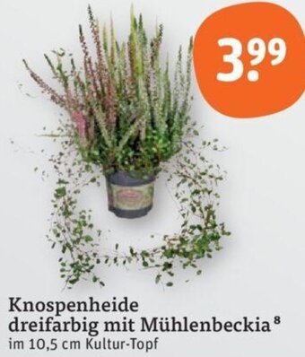 tegut Knospenheide dreifarbig mit Mühlenbeckia Angebot