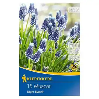 Bauhaus Kiepenkerl frühlingsblumenzwiebeln traubenhyazinthe 'night eyes' (muscari armeniacum, 15 stk.) Angebot