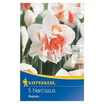 Bauhaus Kiepenkerl frühlingsblumenzwiebeln gefüllte narzisse replete (narcissus pseudonarcissus, 5 stk.) Angebot