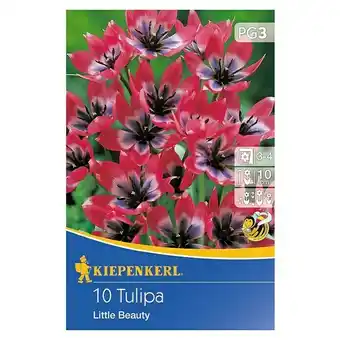 Bauhaus Kiepenkerl frühlingsblumenzwiebeln tulpe 'little beauty' (tulipa x hybride) Angebot