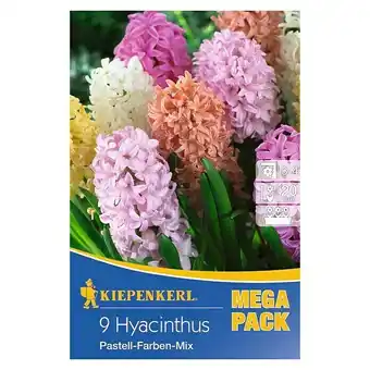 Bauhaus Kiepenkerl frühlingsblumenzwiebeln hyazinthen pastell-farben-mix (hyacinthus, 9 stk.) Angebot