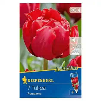 Bauhaus Kiepenkerl profi-line frühlingsblumenzwiebeln (tulipa 'pamplona', rot, 7 stk.) Angebot