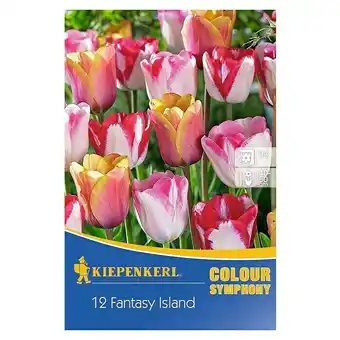 Bauhaus Kiepenkerl frühlingsblumenzwiebeln tulpenmischung fantasy island (tulipa hybride, 12 stk.) Angebot