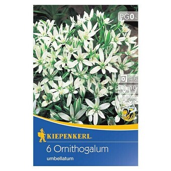 Bauhaus Kiepenkerl sommerblumenzwiebeln milchstern (ornithogalum umbellatum, 6 stk.) Angebot