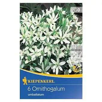 Bauhaus Kiepenkerl sommerblumenzwiebeln milchstern (ornithogalum umbellatum, 6 stk.) Angebot