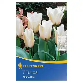 Bauhaus Kiepenkerl frühlingsblumenzwiebeln tulpe 'albion star' (tulipa x hybride, 7 stk.) Angebot