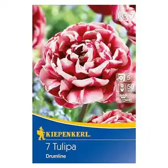 Bauhaus Kiepenkerl frühlingsblumenzwiebeln (tulipa 'drumline', 7 stk.) Angebot