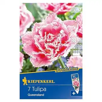 Bauhaus Kiepenkerl profi-line frühlingsblumenzwiebeln (tulipa 'queensland', rosa mit weißem rand, 7 stk.) Angebot