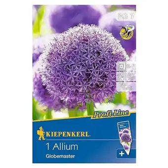 Bauhaus Kiepenkerl frühlingsblumenzwiebeln zierlauch (allium x hybrida, 1 stk.) Angebot