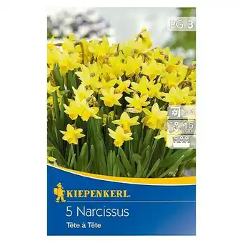 Bauhaus Kiepenkerl frühlingsblumenzwiebeln narzisse 'tête à tête' (narcissus cyclamineus, 5 stk.) Angebot