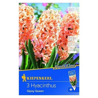 Bauhaus Kiepenkerl frühlingsblumenzwiebeln hyazinthe 'gipsy queen' (hyacinthus orientalis, 3 stk.) Angebot