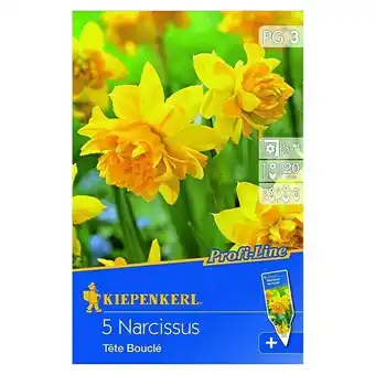 Bauhaus Kiepenkerl frühlingsblumenzwiebeln narzisse 'tête bouclé' (narcissus cyclamineus, 5 stk.) Angebot