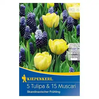 Bauhaus Kiepenkerl frühlingsblumenzwiebeln skandinavischer frühling (20 stk., skandinavischer frühling) Angebot