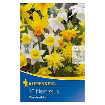 Bauhaus Kiepenkerl frühlingsblumenzwiebel-mix miniatur narzissen (narcissus pseudonarcissus, 10 stk.) Angebot