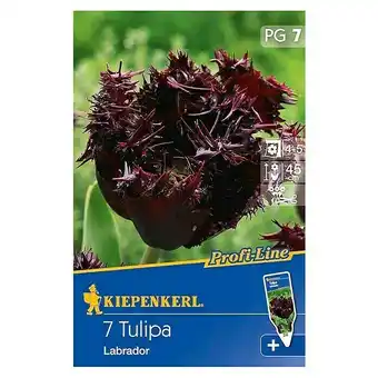 Bauhaus Kiepenkerl profi-line frühlingsblumenzwiebeln (tulipa 'labrador', schwarzrot, 7 stk.) Angebot