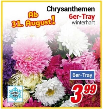 CENTERSHOP Chrysanthemen 6er-Tray Angebot