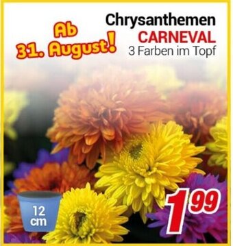 CENTERSHOP Chrysanthemen CARNEVAL Angebot