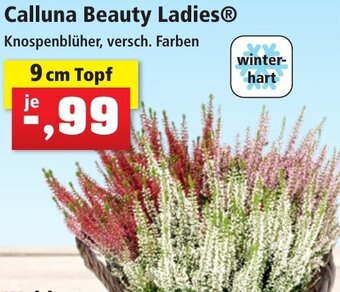 Thomas Philipps Calluna Beauty Ladies 9 cm Topf Angebot