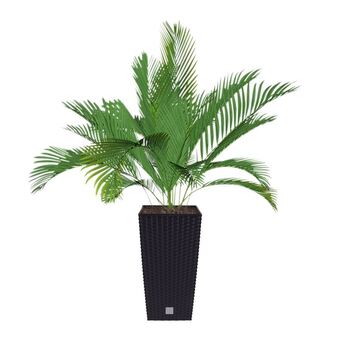 Thomas Philipps Polyrattan-pflanztopf mit einsatz 22x42x22cm anthrazit Angebot