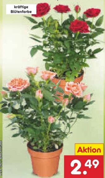 Netto Marken-Discount Rosen im topf Angebot