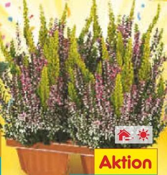 Netto Marken-Discount Dreifarbige calluna Angebot