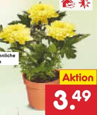 Netto Marken-Discount Chrysantheme zembla Angebot