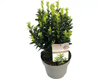Hornbach Japanischer spindelstrauch 'green spire' floraself euonymus japonicus'green spire' h 30-40 cm co 5 l buschig Angebot