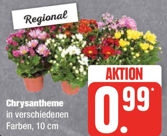 Edeka Chrysantheme Angebot