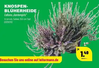 Leitermann Baumarkt Knospenblüherheide Angebot