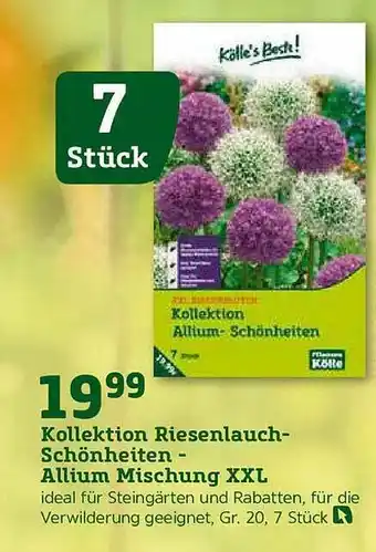 Pflanzen Kölle Kollektion Riesenlauch-schönheiten - Allium Mischung XXL Angebot