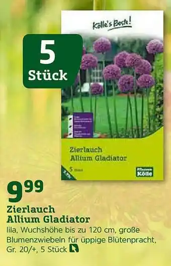 Pflanzen Kölle Zierlauch Allium Gladiator Angebot